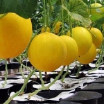 Agro Autopot Systems